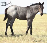 Wyo Bones MA's 2020 Roan Filly